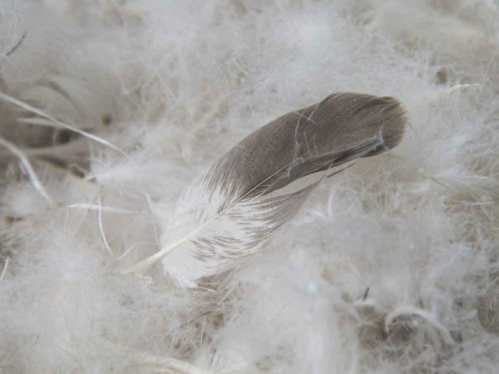 Gray Goose Original Feather (2).jpg
